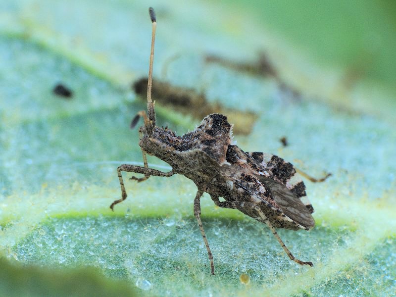 Centrocoris spiniger (Fabricius, 1781)